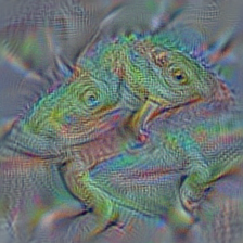 n01694178 African chameleon, Chamaeleo chamaeleon